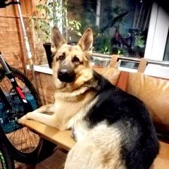 Подробнее об объявлении «Луганск Пропала собака немецкая овчарка» Фото: пропала собака Немецкая овчарка «Луганск Пропала собака немецкая овчарка» в г. Луганск