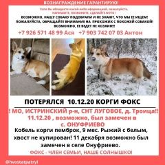 Подробнее об объявлении «Пропала собака Истра» Фото: пропала собака Вельш корги «Пропала собака Истра» в г. Истра