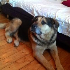 Подробнее об объявлении «Пропала собака кобель Гатчина» Фото: пропала собака  «Пропала собака кобель Гатчина» в г. Гатчина