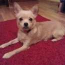 Подробнее об объявлении «Балашиха Пропала собака убежала собака» Фото: пропала собака Той-терьер «Балашиха Пропала собака убежала собака» в г. Балашиха