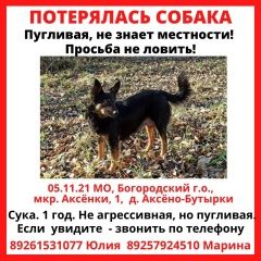 Подробнее об объявлении «Пропала собака Москва» Фото: пропала собака  «Пропала собака Москва» в г. Москва