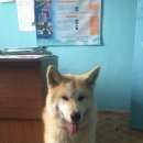 Подробнее об объявлении «Тула Пропала собака помогите найти» Фото: пропала собака  «Тула Пропала собака помогите найти» в г. Тула