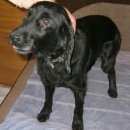 Подробнее об объявлении «Тула Пропала собака кобель. черный спаниель стриженный» Фото: пропала собака Русский охотничий спаниель «Тула Пропала собака кобель. черный спаниель...» в г. Тула