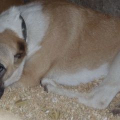 Подробнее об объявлении «Верея Пропала собака 03.12.17 г. с раменского р-на, дер.» Фото: пропала собака Восточно-европейская овчарка «Верея Пропала собака 03.12.17 г. с раменского...» в г. Верея