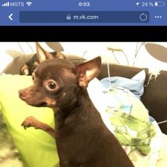 Подробнее об объявлении «Купавна Пропала собака кобель тойтерьер в дер колонтаево» Фото: пропала собака Той-терьер «Купавна Пропала собака кобель тойтерьер в дер...» в г. Купавна