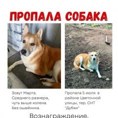 Подробнее об объявлении «Москва Пропала собака» Фото: пропала собака  «Москва Пропала собака» в г. Москва