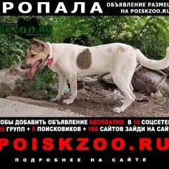 Подробнее об объявлении «Пропала собака девочка белая - метис овчарки. Самара» Фото: пропала собака  «Пропала собака девочка белая - метис овчарки....» в г. Самара