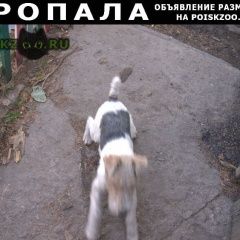 Подробнее об объявлении «Пропала собака кобель Новосибирск» Фото: пропала собака Фокстерьер «Пропала собака кобель Новосибирск» в г. Новосибирск