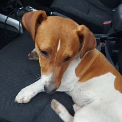 Подробнее об объявлении «Пропала собака кобель джек рассел терьер Кисловодск» Фото: пропала собака Джек рассел терьер «Пропала собака кобель джек рассел терьер...» в г. Кисловодск