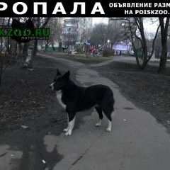 Подробнее об объявлении «Пропала собака Москва» Фото: пропала собака  «Пропала собака Москва» в г. Москва