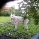 Подробнее об объявлении «Магнитогорск Пропала собака кобель» Фото: пропала собака  «Магнитогорск Пропала собака кобель» в г. Магнитогорск