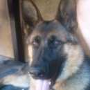 Подробнее об объявлении «Энгельс Пропала собака» Фото: пропала собака Немецкая овчарка «Энгельс Пропала собака» в г. Энгельс