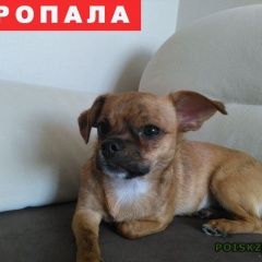 Подробнее об объявлении «Пропала собака кобель чихуахуа, мальчик Уфа» Фото: пропала собака Чихуахуа «Пропала собака кобель чихуахуа, мальчик Уфа» в г. Уфа