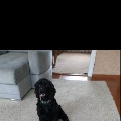 Подробнее об объявлении «Шебекино Пропала собака» Фото: пропала собака Американский кокер-спаниель «Шебекино Пропала собака» в г. Шебекино