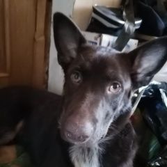 Подробнее об объявлении «Пропала собака кобель помогите пёс джек Южно-Сахалинск» Фото: пропала собака  «Пропала собака кобель помогите пёс джек...» в г. Южно-Сахалинск