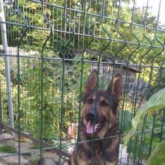 Подробнее об объявлении «Шахты Пропала собака кобель овчарка» Фото: пропала собака Немецкая овчарка «Шахты Пропала собака кобель овчарка» в г. Шахты