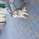 Подробнее об объявлении «Анапа Пропала собака» Фото: пропала собака  «Анапа Пропала собака» в г. Анапа