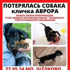 Подробнее об объявлении «Щелково Пропала собака такса» Фото: пропала собака Такса «Щелково Пропала собака такса» в г. Щелково