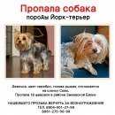 Подробнее об объявлении «Пропала собака Ростов-на-Дону» Фото: пропала собака Йоркширский терьер «Пропала собака Ростов-на-Дону» в г. Ростов-на-Дону
