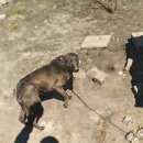 Подробнее об объявлении «Черлак Пропала собака кобель» Фото: пропала собака  «Черлак Пропала собака кобель» в г. Черлак