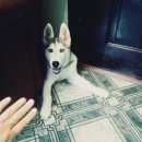 Подробнее об объявлении «Геленджик Пропала собака» Фото: пропала собака Сибирская хаски «Геленджик Пропала собака» в г. Геленджик