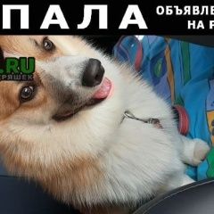 Подробнее об объявлении «Нижний Новгород Пропала собака кобель» Фото: пропала собака Вельш корги «Нижний Новгород Пропала собака кобель» в г. Нижний Новгород