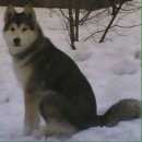 Подробнее об объявлении «Троицк Пропала собака кобель 03.01» Фото: пропала собака Аляскинский маламут «Троицк Пропала собака кобель 03.01» в г. Троицк