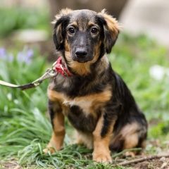 Подробнее об объявлении «Пропала собака кобель Санкт-Петербург» Фото: пропала собака  «Пропала собака кобель Санкт-Петербург» в г. Санкт-Петербург