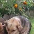 Подробнее об объявлении «Шлиссельбург Пропала собака» Фото: пропала собака  «Шлиссельбург Пропала собака» в г. Шлиссельбург