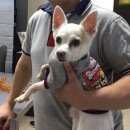 Подробнее об объявлении «Пропала собака кобель в прибрежном Самара» Фото: пропала собака Чихуахуа «Пропала собака кобель в прибрежном Самара» в г. Самара