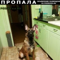 Подробнее об объявлении «Пропала собака Курск» Фото: пропала собака  «Пропала собака Курск» в г. Курск
