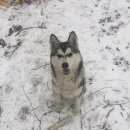 Подробнее об объявлении «Хабаровск Пропала собака» Фото: пропала собака Сибирская хаски «Хабаровск Пропала собака» в г. Хабаровск