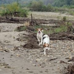 Подробнее об объявлении «Курганинск Пропала собака» Фото: пропала собака  «Курганинск Пропала собака» в г. Курганинск