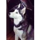 Подробнее об объявлении «Хабаровск Пропала собака потерялась хаска» Фото: пропала собака Сибирская хаски «Хабаровск Пропала собака потерялась хаска» в г. Хабаровск