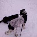 Подробнее об объявлении «Петровское Пропала собака» Фото: пропала собака  «Петровское Пропала собака» в г. Петровское