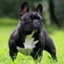 Подробнее об объявлении «Береза Пропала собака кобель помогите найти собаку» Фото: пропала собака Французский бульдог «Береза Пропала собака кобель помогите найти собаку» в г. Береза