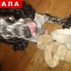 Подробнее об объявлении «Уфа Пропала собака кобель русский охотничий спаниель» Фото: пропала собака Русский охотничий спаниель «Уфа Пропала собака кобель русский охотничий...» в г. Уфа