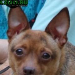 Подробнее об объявлении «Мариуполь Пропала собака кобель прошу вернуть за вознагражление» Фото: пропала собака Той-терьер «Мариуполь Пропала собака кобель прошу вернуть...» в г. Мариуполь