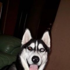 Подробнее об объявлении «Октябрьский (Московская обл.) Пропала собака кобель» Фото: пропала собака Сибирская хаски «Октябрьский (Московская обл.) Пропала собака...» в г. Октябрьский (Московская обл.)