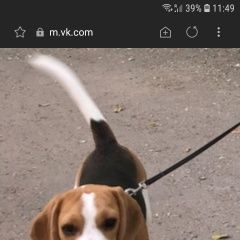 Подробнее об объявлении «Пропала собака вознаграждение Феодосия» Фото: пропала собака Бигль «Пропала собака вознаграждение Феодосия» в г. Феодосия