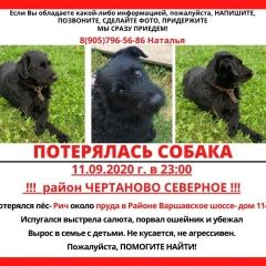 Подробнее об объявлении «Пропала собака кобель окрас- полностью черныц Москва» Фото: пропала собака  «Пропала собака кобель окрас- полностью черныц...» в г. Москва