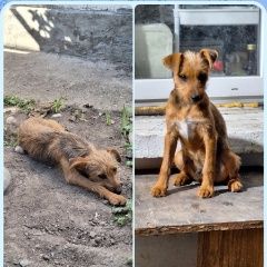 Подробнее об объявлении «Пропала собака кобель Симферополь» Фото: пропала собака  «Пропала собака кобель Симферополь» в г. Симферополь