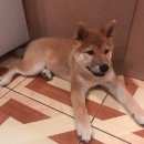 Подробнее об объявлении «Пропала собака девочка сибу ину Нижний Новгород» Фото: пропала собака Акита-ину «Пропала собака девочка сибу ину Нижний Новгород» в г. Нижний Новгород