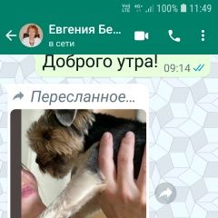 Подробнее об объявлении «Краснодар Пропала собака кобель» Фото: пропала собака Йоркширский терьер «Краснодар Пропала собака кобель» в г. Краснодар