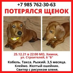 Подробнее об объявлении «Пропала собака кобель щенок таксы рыжего цвета Химки» Фото: пропала собака Такса «Пропала собака кобель щенок таксы рыжего цвета...» в г. Химки