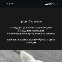 Подробнее об объявлении «Пропала собака кобель Санкт-Петербург» Фото: пропала собака Чихуахуа «Пропала собака кобель Санкт-Петербург» в г. Санкт-Петербург
