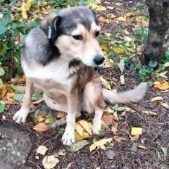 Подробнее об объявлении «Пропала собака Краснодар» Фото: пропала собака  «Пропала собака Краснодар» в г. Краснодар