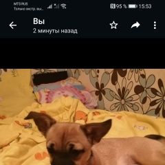 Подробнее об объявлении «Пропала собака кобель помогите найти собачку Чехов» Фото: пропала собака Чихуахуа «Пропала собака кобель помогите найти собачку Чехов» в г. Чехов