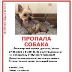 Подробнее об объявлении «Пропала собака Москва» Фото: пропала собака Йоркширский терьер «Пропала собака Москва» в г. Москва