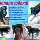 Подробнее об объявлении «Электросталь Пропала собака кобель» Фото: пропала собака  «Электросталь Пропала собака кобель» в г. Электросталь